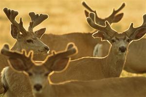 Deer, Deer Everywhere 